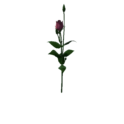 Flower Lisianthus2.0